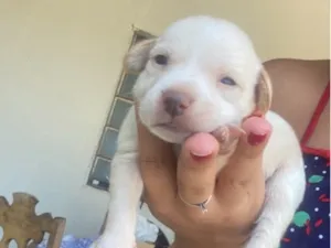 Cachorro raça SRD-ViraLata idade Abaixo de 2 meses nome Doação Responsável 