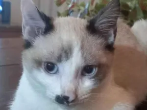 Gato raça SRD-ViraLata idade 2 a 6 meses nome Capuccino