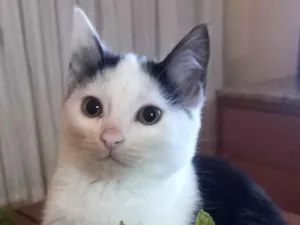 Gato raça SRD-ViraLata idade 2 a 6 meses nome Mickey 