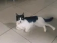 Lilica