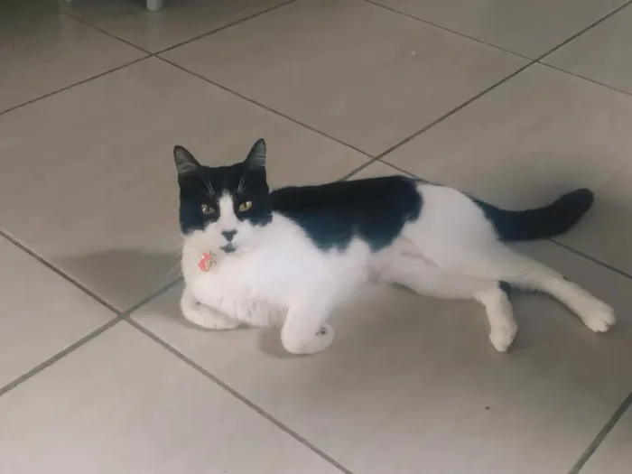 Gato raça SRD-ViraLata idade 2 anos nome Lilica