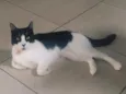 Lilica