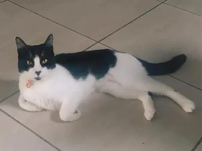 Gato raça SRD-ViraLata idade 2 anos nome Lilica