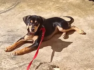 Cachorro raça SRD-ViraLata idade 7 a 11 meses nome Theo 