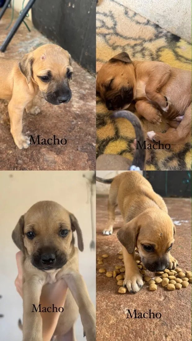 Cachorro raça SRD-ViraLata idade 2 a 6 meses nome Ainda não possui um nome