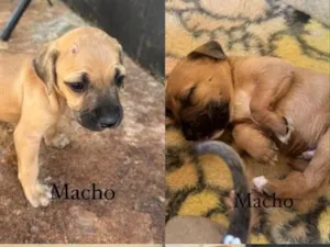 Cachorro raça SRD-ViraLata idade 2 a 6 meses nome Ainda não possui um nome
