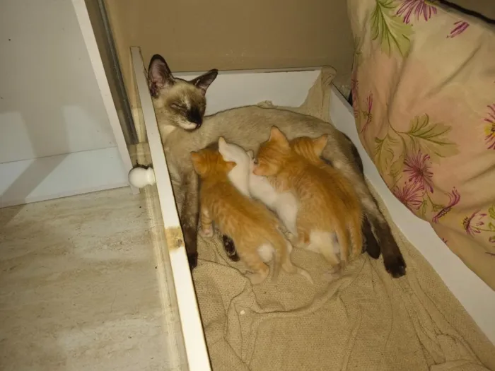 Gato raça SRD-ViraLata idade Abaixo de 2 meses nome filhotinhos