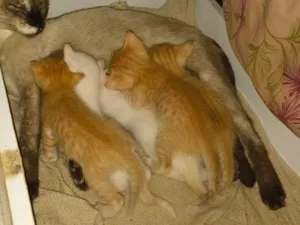 Gato raça SRD-ViraLata idade Abaixo de 2 meses nome filhotinhos