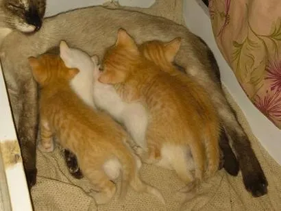 Gato raça SRD-ViraLata idade Abaixo de 2 meses nome filhotinhos