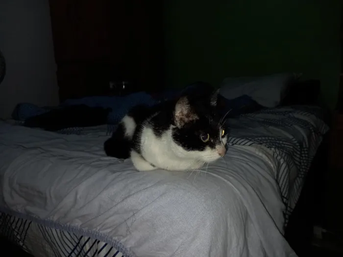 Gato raça SRD-ViraLata idade 6 ou mais anos nome Sofia