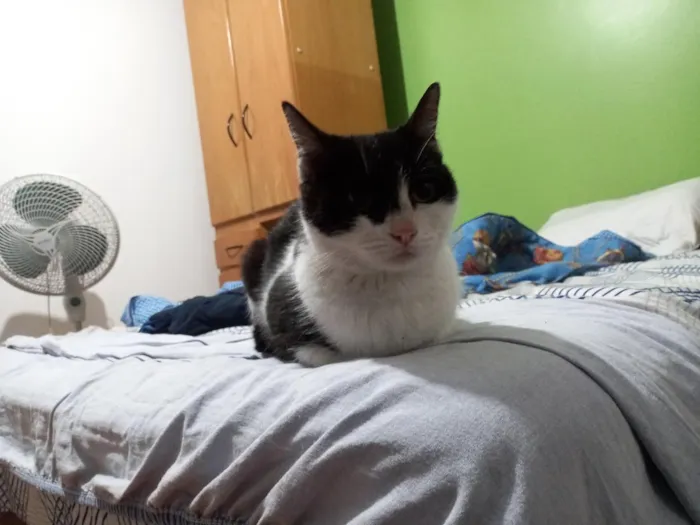Gato raça SRD-ViraLata idade 6 ou mais anos nome Sofia