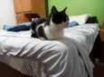 Sofia