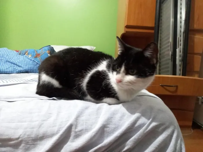 Gato raça SRD-ViraLata idade 6 ou mais anos nome Sofia