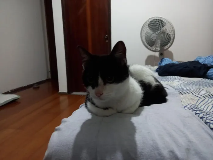 Gato raça SRD-ViraLata idade 6 ou mais anos nome Sofia
