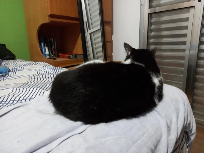 Gato raça SRD-ViraLata idade 6 ou mais anos nome Sofia