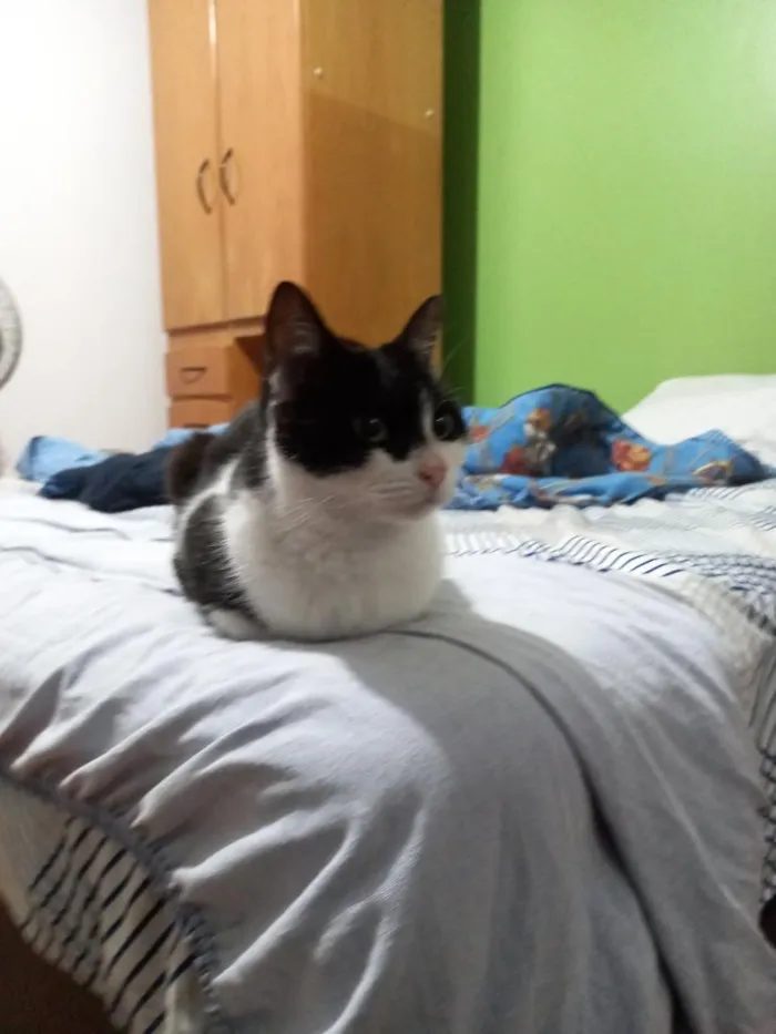 Gato raça SRD-ViraLata idade 6 ou mais anos nome Sofia