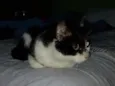 Sofia