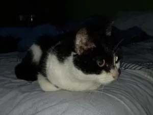 Gato raça SRD-ViraLata idade 6 ou mais anos nome Sofia