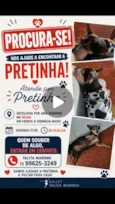 Pretinha