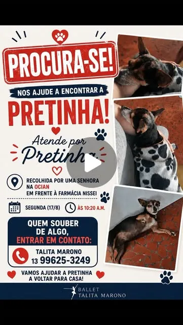 Cachorro raça Pinscher idade 6 ou mais anos nome Pretinha