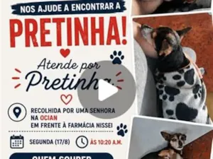 Cachorro raça Pinscher idade 6 ou mais anos nome Pretinha