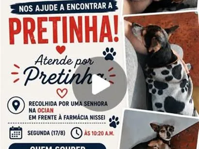 Cachorro raça Pinscher idade 6 ou mais anos nome Pretinha