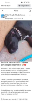 Pantera