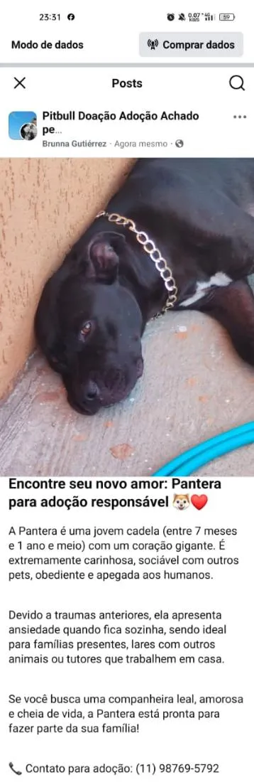 Cachorro raça Pit-Bull idade 1 ano nome Pantera