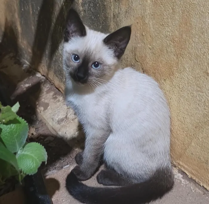 Gato raça Siamês idade 2 a 6 meses nome Khadija