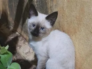Gato raça Siamês idade 2 a 6 meses nome Khadija