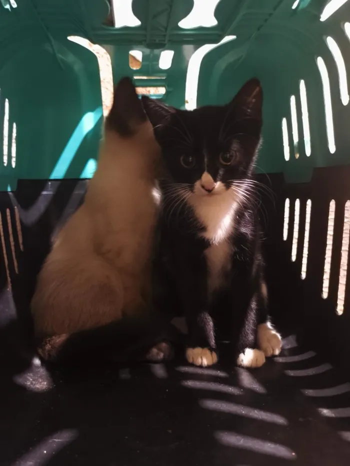 Gato raça SRD-ViraLata idade 2 a 6 meses nome Salomé