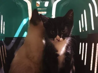 Gato raça SRD-ViraLata idade 2 a 6 meses nome Salomé