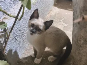 Gato raça Siamês idade 2 a 6 meses nome Cristiano
