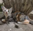Mimosa