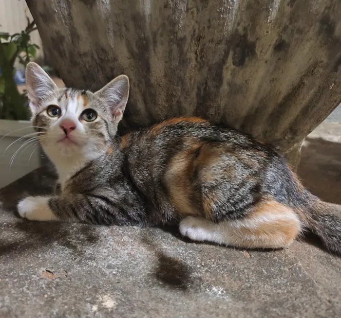 Gato raça SRD-ViraLata idade 2 a 6 meses nome Mimosa