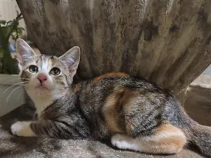 Gato raça SRD-ViraLata idade 2 a 6 meses nome Mimosa