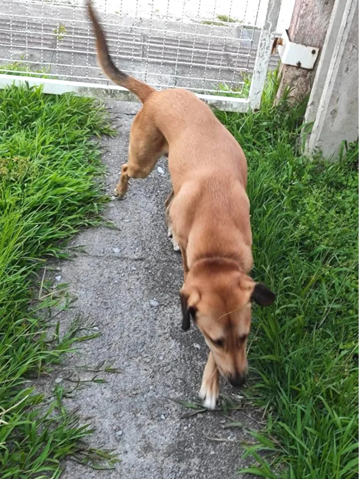 Cachorro raça SRD-ViraLata idade 3 anos nome Bob