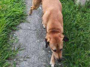 Cachorro raça SRD-ViraLata idade 3 anos nome Bob