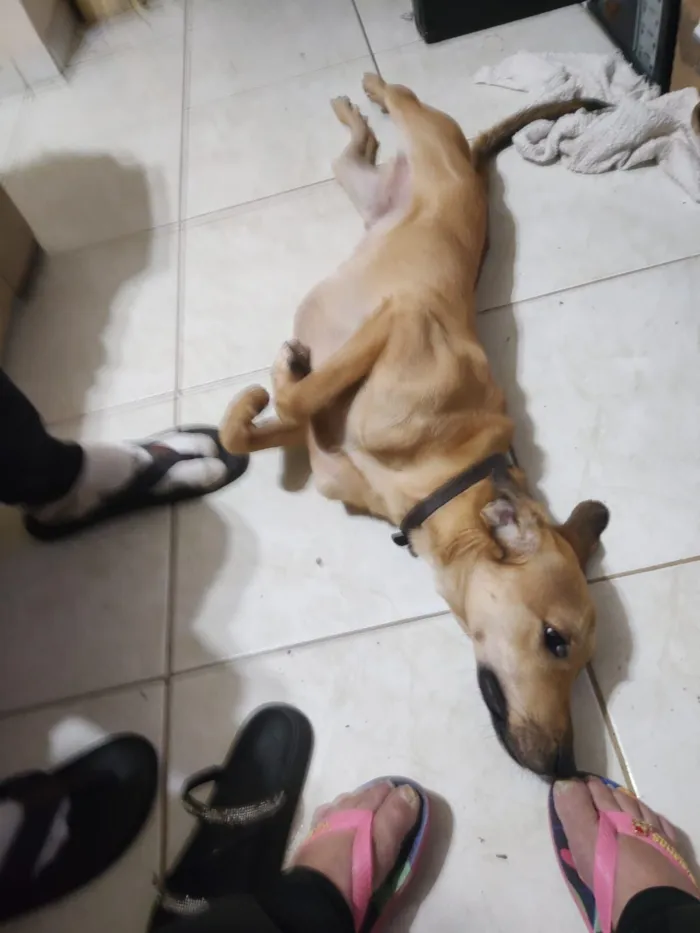 Cachorro raça SRD-ViraLata idade 3 anos nome Bob