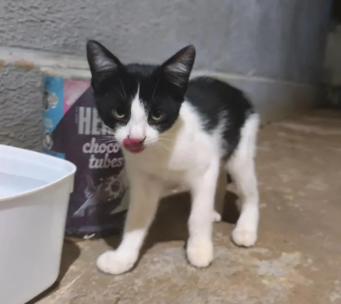 Gato raça SRD-ViraLata idade 2 a 6 meses nome Mel