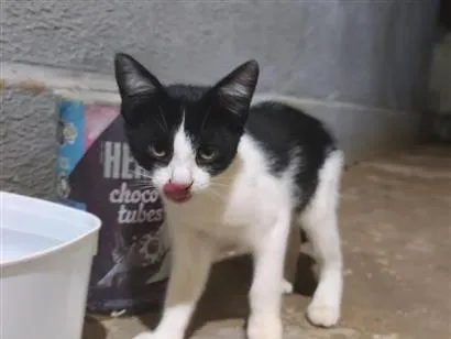Gato raça SRD-ViraLata idade 2 a 6 meses nome Mel