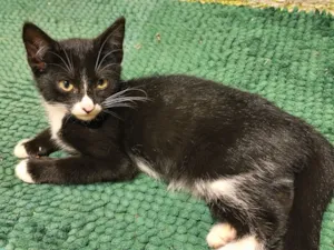 Gato raça SRD-ViraLata idade 2 a 6 meses nome Salomé