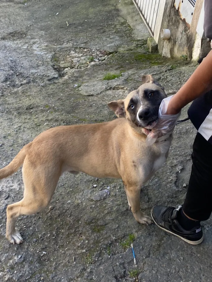 Cachorro raça SRD-ViraLata idade 1 ano nome Bruce