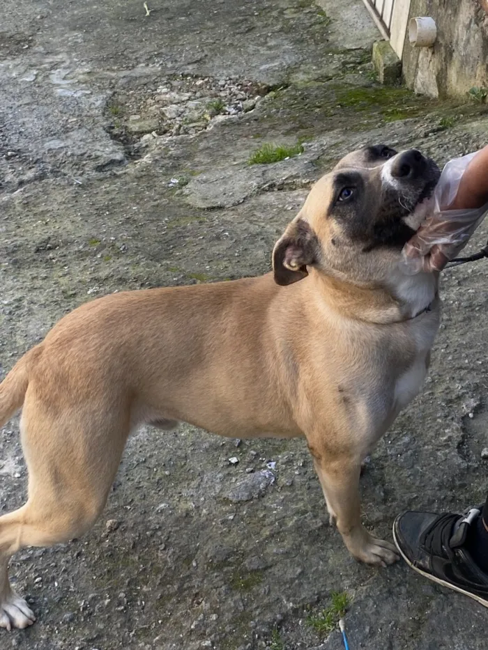 Cachorro raça SRD-ViraLata idade 1 ano nome Bruce