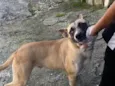 Bruce