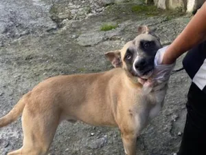 Cachorro raça SRD-ViraLata idade 1 ano nome Bruce
