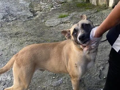 Cachorro raça SRD-ViraLata idade 1 ano nome Bruce