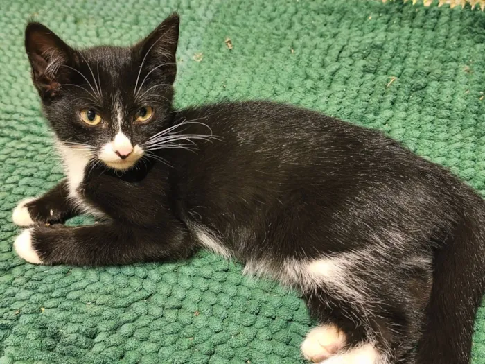 Gato raça SRD-ViraLata idade 2 a 6 meses nome Salomé