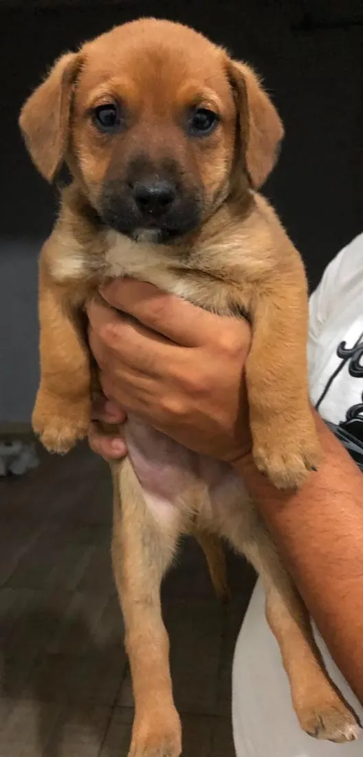 Cachorro raça SRD-ViraLata idade Abaixo de 2 meses nome Ravi