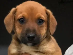Cachorro raça SRD-ViraLata idade Abaixo de 2 meses nome Ravi